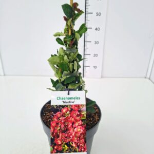 Chaenomeles x superba Nicoline Chaenomeles sup. 'Nicoline' 40-50C5
(1 Plants/Order)(22cmP 50cmH)