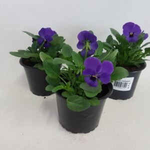 Viola Callisto F1 Blue cornuta
(18 Plants/Order)(9cmP 15cmH)
