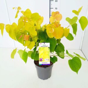 Cercis canadensis Cercis can. 'Hearts of Gold' PBR 60-80C6
(1 Plants/Order)(24cmP 80cmH)