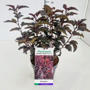 Physocarpus opulifolius Physocarpus op. 'All Black' 30-40C3
(1 Plants/Order)(19cmP 45cmH)