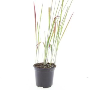 Imperata cylindrica Red Baron'
(8 Plants/Order)(14cmP 10cmH)