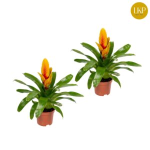 Vriesea Delphinus Vriesea Delphinus yellow/red (Zonder Hoes)
(12 Plants/Order)(10.5cmP 30cmH)
