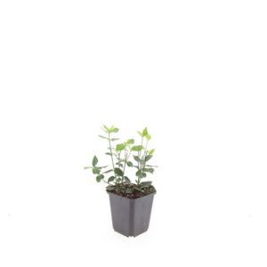 Euonymus fortunei Coloratus
(12 Plants/Order)(9cmP 15cmH)