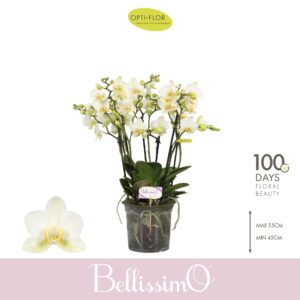 Phalaenopsis Multiflora Bellissimo Bella
(3 Plants/Order)(15cmP 50cmH)