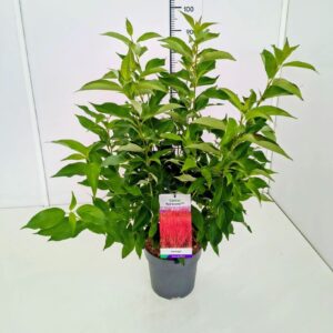 Cornus mas Cornus alba 'Red Gnome' 50-60C5
(1 Plants/Order)(23cmP 70cmH)