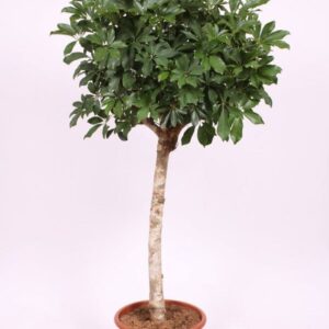 Schefflera Compacta arboricola
(1 Plants/Order)(45cmP 220cmH)