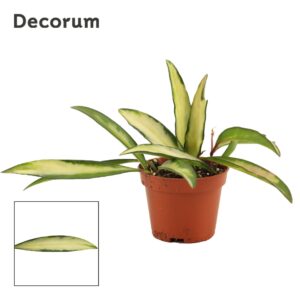 Hoya wayetii Tricolor
(20 Plants/Order)(6cmP 7cmH)