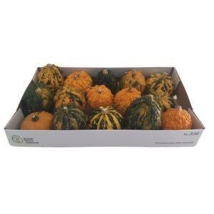 Cucurbita pepo Hardshell Warties Wratten mix Plant 18
(18 Plants/Order)(cmP cmH)