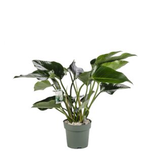 Philodendron Green Beauty
(1 Plants/Order)(27cmP 100cmH)
