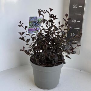 Ceanothus Tuxedo' PBR
(1 Plants/Order)(23cmP 45cmH)