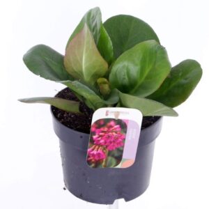 Bergenia cordifolia Eroica
(6 Plants/Order)(17cmP 30cmH)