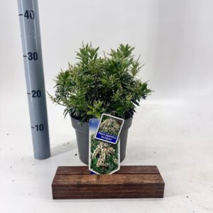 Pieris japonica Variegata
(1 Plants/Order)(19cmP 30cmH)