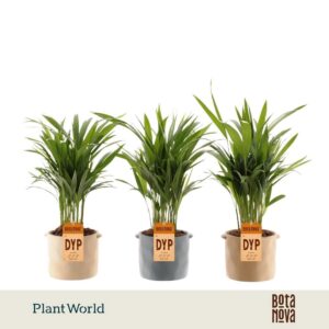 Chrysalidocarpus Dypsis lutescens (Areca) 14 cm in Pot Charlotte
(6 Plants/Order)(14cmP 45cmH)