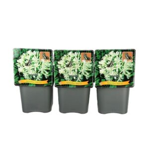 Agapanthus (Trumpet Grp) Polar Ice Agapanthus 'Polar Ice' C5 (1 Plants/Order)(21cmP 35cmH)