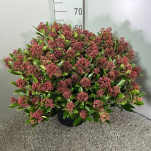 Skimmia Rubesta japonica
(1 Plants/Order)(31cmP 50cmH)