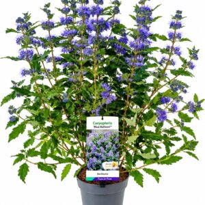 Caryopteris x clandonensis Blue Balloon' C5
(1 Plants/Order)(23cmP 60cmH)