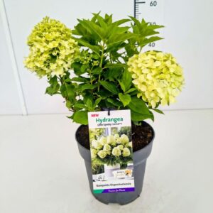 Hydrangea paniculata Little Spooky Hydrangea pan. 'Little Spooky' 30-40C3
(1 Plants/Order)(19cmP 50cmH)