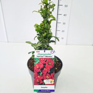Chaenomeles speciosa Chaenomeles spec. 'Hot Fire' 40-50C5
(1 Plants/Order)(22cmP 50cmH)