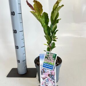 Magnolia loebneri Leonard Messel
(1 Plants/Order)(17cmP 45cmH)