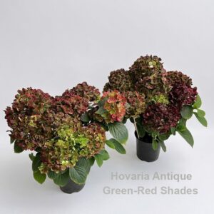 Hydrangea Hovaria Antique Green 6-8 flowers
(6 Plants/Order)(14cmP 40cmH)