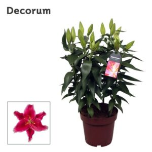 Lilium Starlight Express OR 19cm
(5 Plants/Order)(19cmP 47cmH)