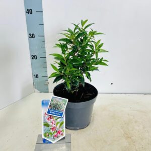 Sarcococca hookeriana humilis Winter Gem ('Pmoore03'PBR)
(1 Plants/Order)(17cmP 35cmH)