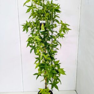 Liquidambar Liquidambar styr. 'Slender Silhouette' 175-200C10 
(1 Plants/Order)(28cmP 200cmH)