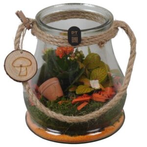 Arrangement kamer PTHG8293 Arrangement Autumn Glass in glazen vaas
(6 Plants/Order)(16cmP 20cmH)