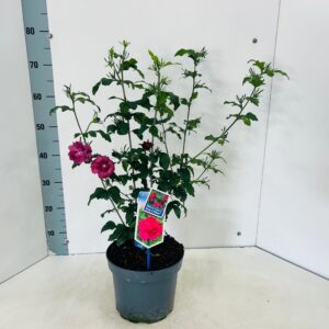 Hibiscus syriacus Ruby Chiffon'
(1 Plants/Order)(23cmP 75cmH)