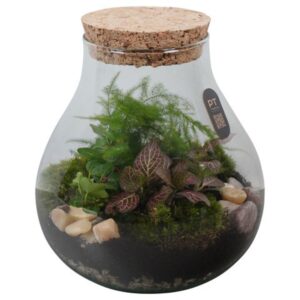 Arrangementen PTTER8115 Arrangement terrarium in glazen terrarium
(2 Plants/Order)(23cmP 26cmH)