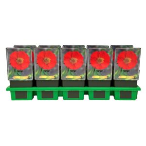 Geum rivale Sangria' P11 
(10 Plants/Order)(11cmP 25cmH)