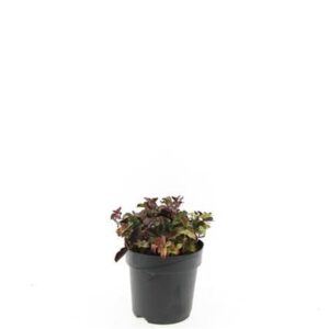 Cornus canadensis
(1 Plants/Order)(17cmP 20cmH)