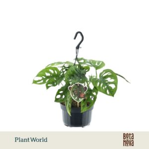 Monstera obliqua Leichtlinii Monkey Leaf' Hangpot
(8 Plants/Order)(15cmP 40cmH)