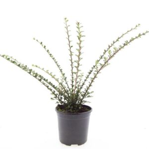 Cotoneaster horizontalis
(8 Plants/Order)(14cmP 10cmH)