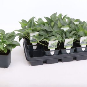 Helleborus argutifolius Helleborus argutifolius 9 cm
(12 Plants/Order)(9cmP 15cmH)
