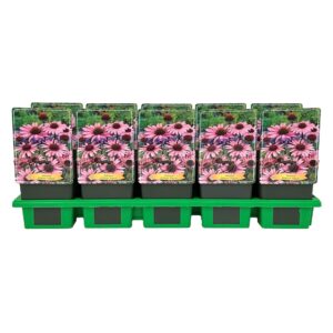 Echinacea purpurea Magnus
(10 Plants/Order)(11cmP 25cmH)