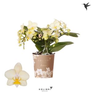 Phalaenopsis Multiflora Botanic Yellow 4 spike
(12 Plants/Order)(9cmP 35cmH)
