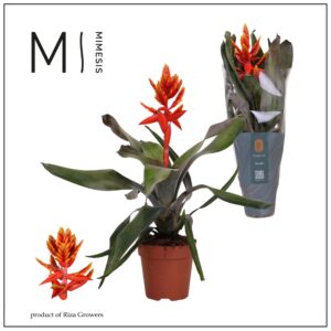 Aechmea Pepita Elegant Flames Mimesis Aechmea Pepita Elegant Flames - 12 cm (6 Plants/Order)(12cmP 45cmH)