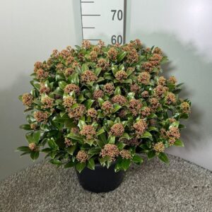 Skimmia Pink Dwarf japonica
(1 Plants/Order)(31cmP 65cmH)
