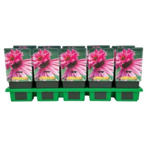 Echinacea purpurea Double Decker' P11
(10 Plants/Order)(11cmP 25cmH)