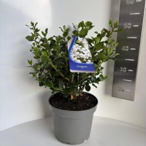 Escallonia Iveyi'
(1 Plants/Order)(23cmP 50cmH)