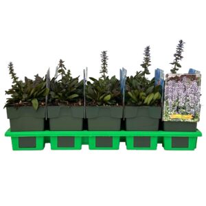 Ajuga reptans 'Chocolat Chip' P11
(10 Plants/Order)(11cmP 25cmH)