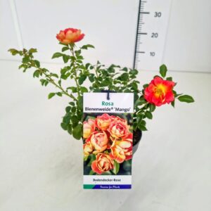 Rosa mixed Rosa 'Bienenweide' orange PBR EtiketC1.5
(1 Plants/Order)(14cmP 30cmH)