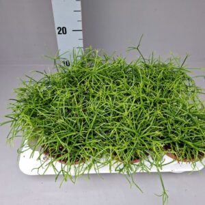 Rhipsalis baccifera 'Oasis' Rhipsalis cassutha Oasis 10,5
(9 Plants/Order)(11cmP 15cmH)