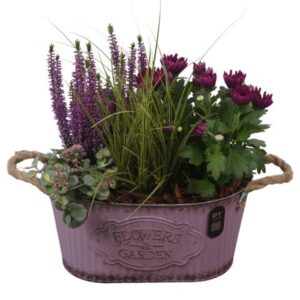 Arrangementen Garden plants PTHO7602 Arrangement Autumn Outdoor in metalen Pot ovaal
(3 Plants/Order)(28cmP 40cmH)