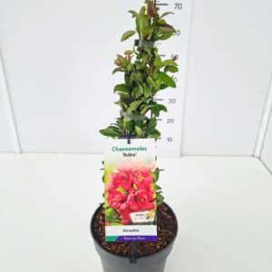 Chaenomeles speciosa Rubra Chaenomeles spec. 'Rubra' 50-60C5
(1 Plants/Order)(22cmP 60cmH)