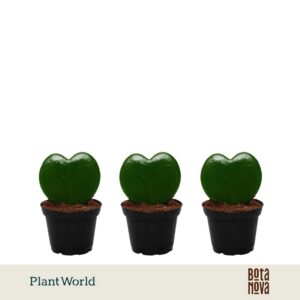 Hoya kerrii
(16 Plants/Order)(7cmP 13cmH)