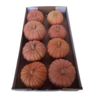 Cucurbita Miss Pink Sophie
(8 Plants/Order)(cmP cmH)