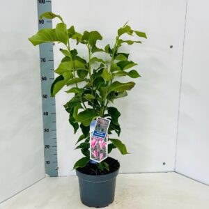 Magnolia Heaven Scent
(1 Plants/Order)(23cmP 85cmH)