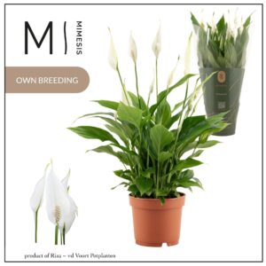 Spathiphyllum Bellini 13cm Mimesis
(10 Plants/Order)(13cmP 37cmH)